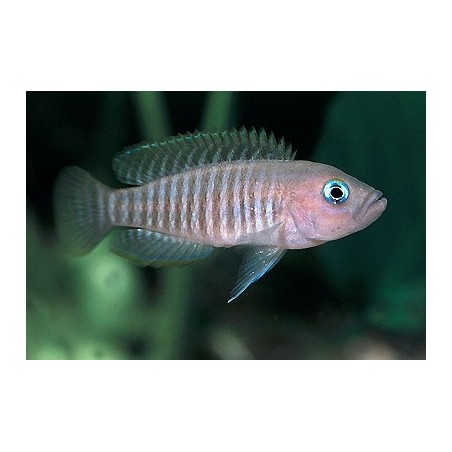 Lamprologus multifasciatus - 2 - 3 cm