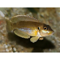Lamprologus ocellatus - 2 - 3 cm