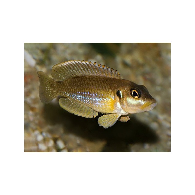 Lamprologus ocellatus - 2 - 3 cm