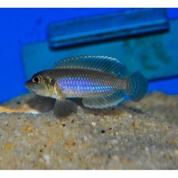 Lamprologus ocellatus blue - 2 - 3 cm