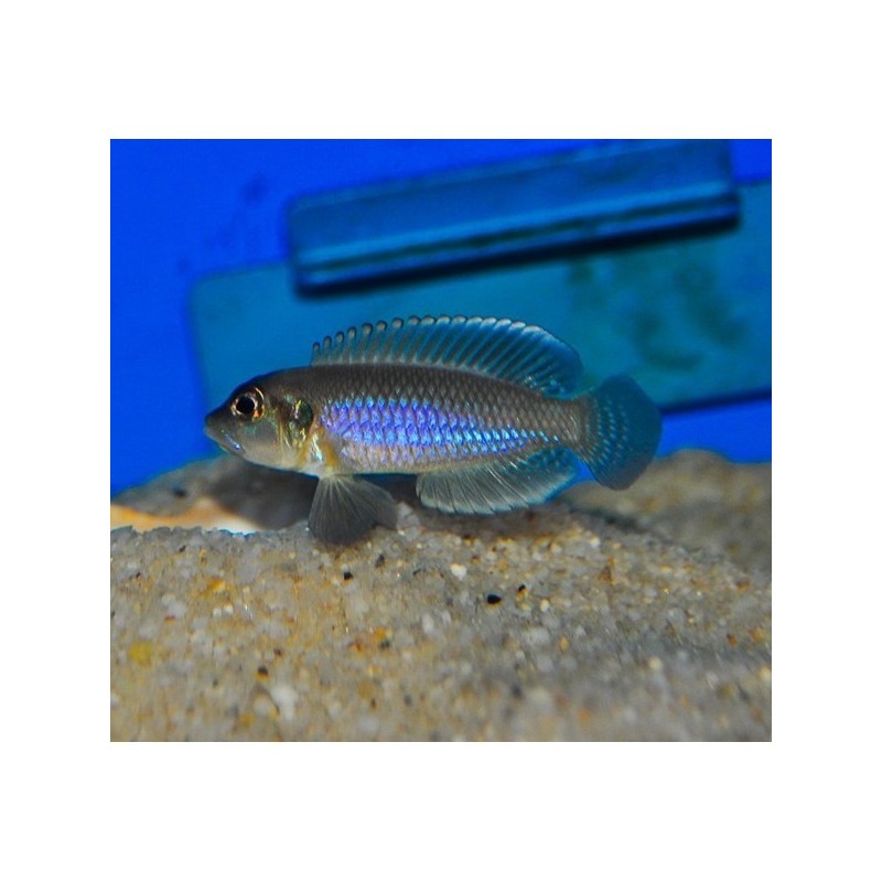 Lamprologus ocellatus blue - 2 - 3 cm