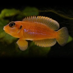 Lamprologus ocellatus gold - 2 - 3 cm