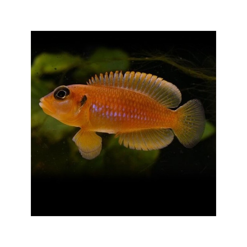 Lamprologus ocellatus gold - 2 - 3 cm