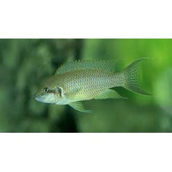 Lamprologus olivaceus - 4 - 5 cm