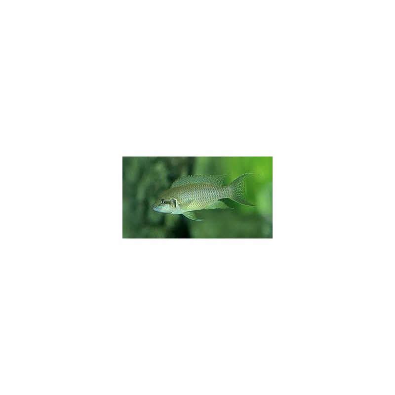 Lamprologus olivaceus - 4 - 5 cm