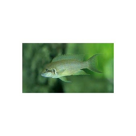 Lamprologus olivaceus - 4 - 5 cm