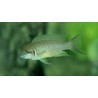 Lamprologus olivaceus - 4 - 5 cm