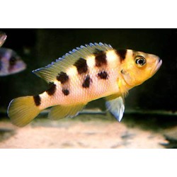 Lamprologus sexfasciatus - 4 - 5 cm