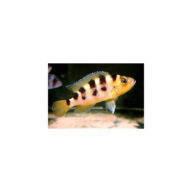 Lamprologus sexfasciatus - 4 - 5 cm