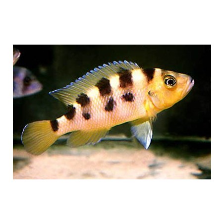 Lamprologus sexfasciatus - 4 - 5 cm