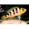 Lamprologus sexfasciatus - 4 - 5 cm