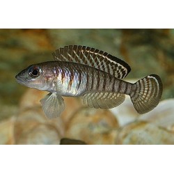 Lamprologus signatus - 3 - 4 cm
