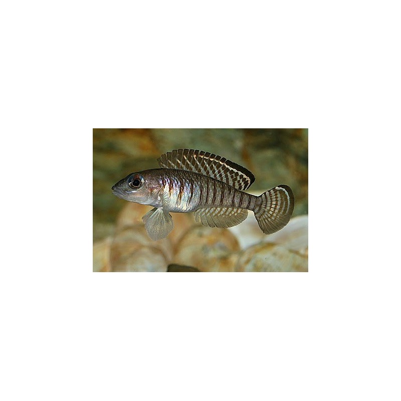 Lamprologus signatus - 3 - 4 cm