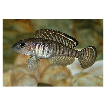 Lamprologus signatus - 3 - 4 cm