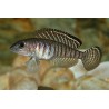 Lamprologus signatus - 3 - 4 cm