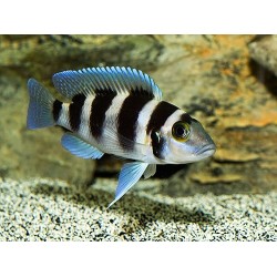 Lamprologus tretocephalus - 3 - 4 cm