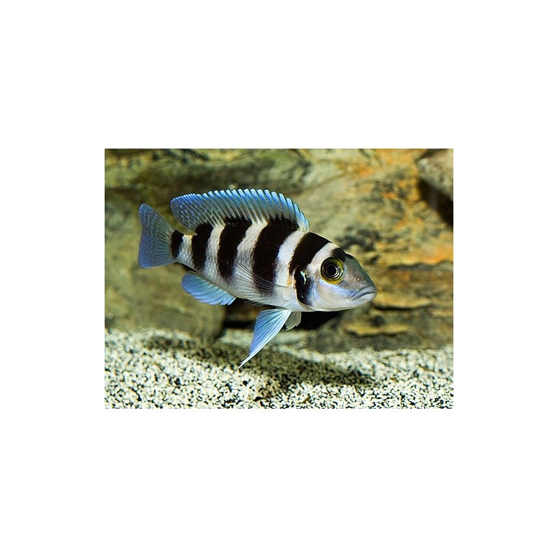 Lamprologus tretocephalus - 3 - 4 cm