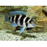 Lamprologus tretocephalus - 3 - 4 cm