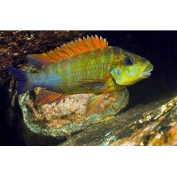 Petrochromis kazumbe cape kabogo sp. - 5 - 6 cm