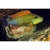 Petrochromis kazumbe cape kabogo sp. - 5 - 6 cm