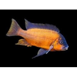 Petrochromis red bulu point - 4 - 5 cm