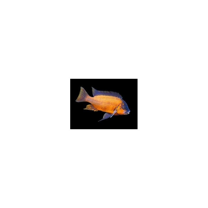 Petrochromis red bulu point - 4 - 5 cm