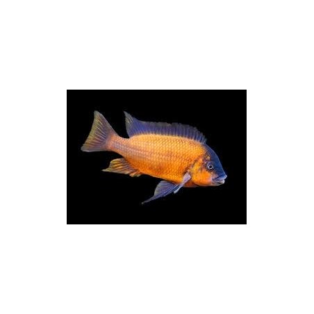 Petrochromis red bulu point - 4 - 5 cm