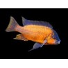 Petrochromis red bulu point - 4 - 5 cm