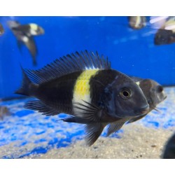 Tropheus duboisi maswa - 2 - 3 cm