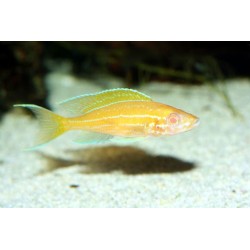 Paracyprichromis nigripinnis blue neon albino - 3.5 cm