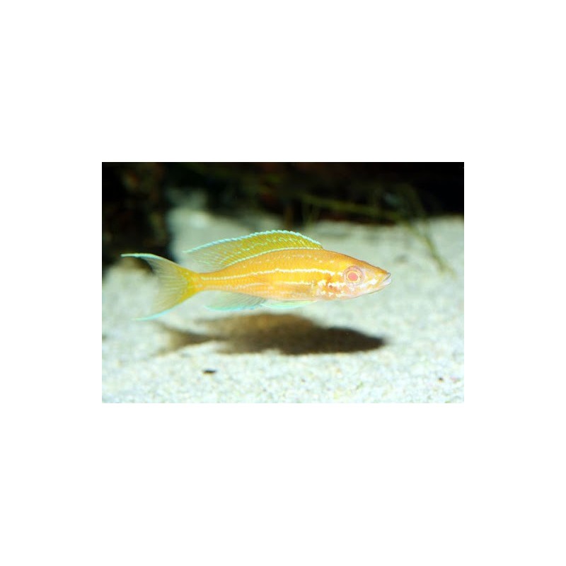 Paracyprichromis nigripinnis blue neon albino - 3.5 cm