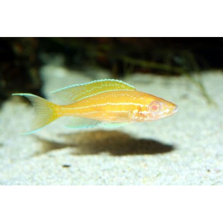 Paracyprichromis nigripinnis blue neon albino - 3.5 cm