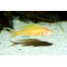 Paracyprichromis nigripinnis blue neon albino - 3.5 cm