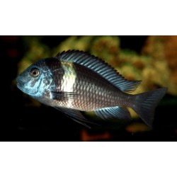 Tropheus duboisi - 2.5 - 3.5 cm