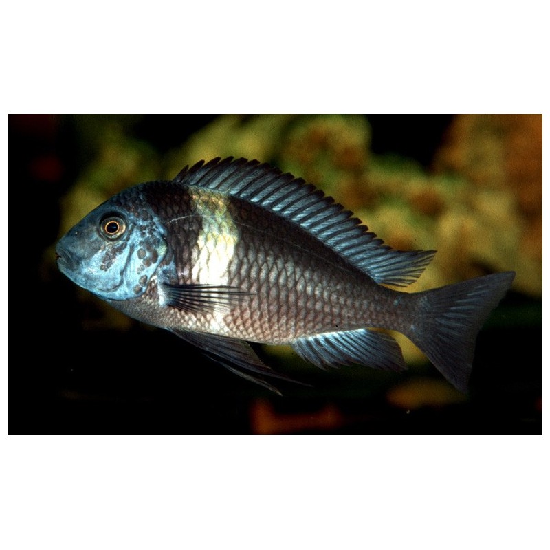Tropheus duboisi - 2.5 - 3.5 cm