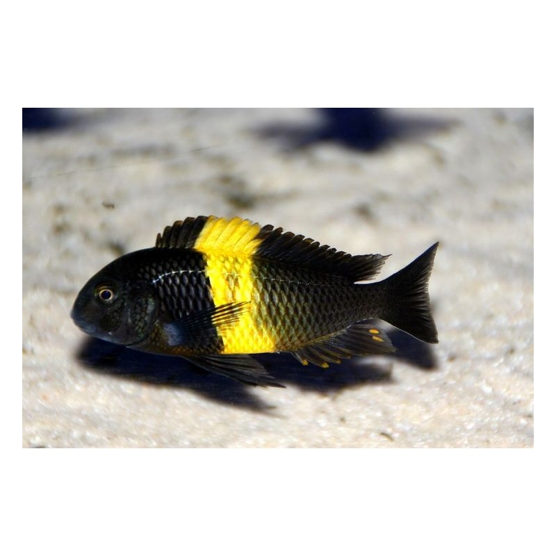 Tropheus moori kiriza - 3.5 - 4 cm