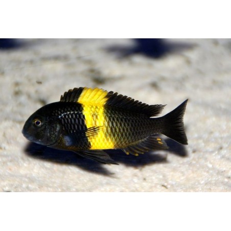 Tropheus moori kiriza - 3.5 - 4 cm