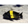 Tropheus moori kiriza - 3.5 - 4 cm