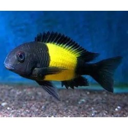 Tropheus moorii ikola 3 - 4 cm