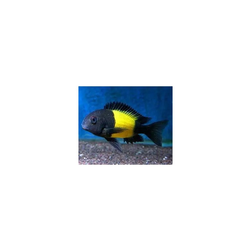 Tropheus moorii ikola 3 - 4 cm