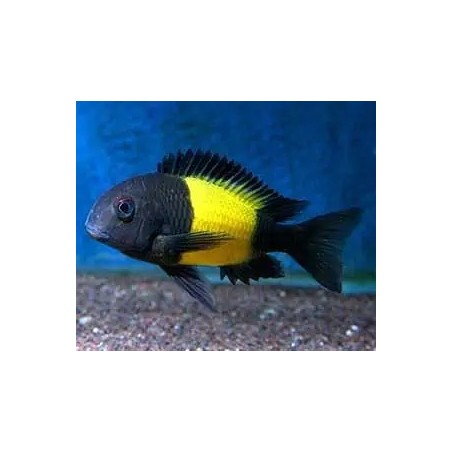 Tropheus moorii ikola 3 - 4 cm
