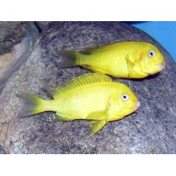 Tropheus moorii kiriza yellow - 4.5 - 5 cm