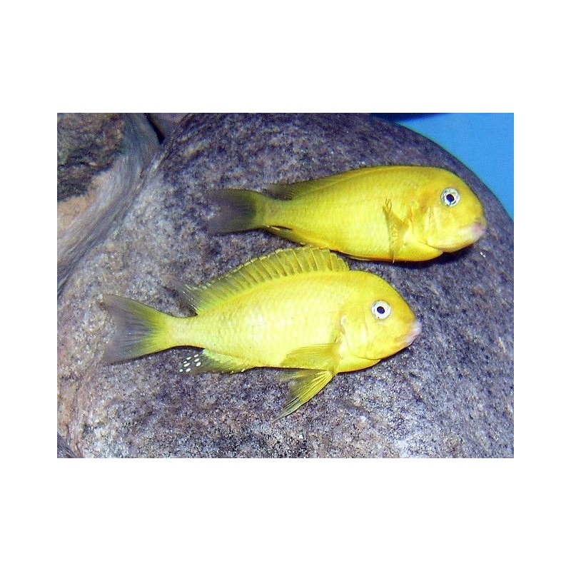 Tropheus moorii kiriza yellow - 4.5 - 5 cm