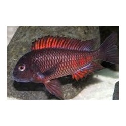 Tropheus moorii moliro - 4.5 - 5.5 cm