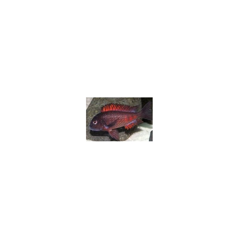 Tropheus moorii moliro - 4.5 - 5.5 cm