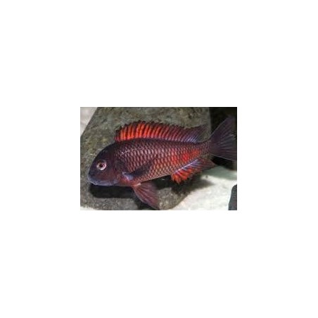 Tropheus moorii moliro - 4.5 - 5.5 cm