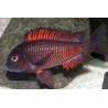 Tropheus moorii moliro - 4.5 - 5.5 cm
