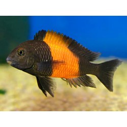 Tropheus moorii orange I bemba - 3 cm
