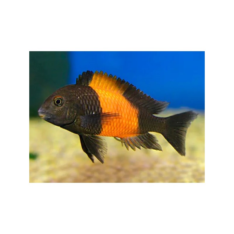 Tropheus moorii orange I bemba - 3 cm