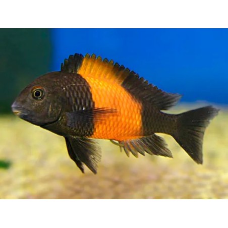 Tropheus moorii orange I bemba - 3 cm